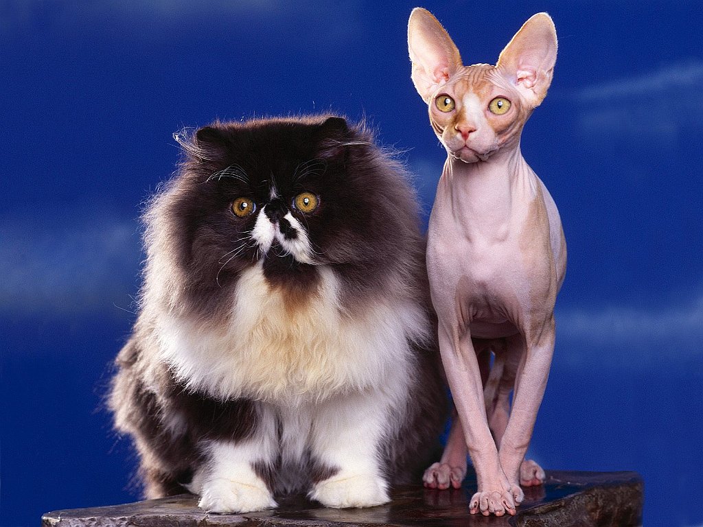 The Odd Couple, Persian and Sphynx